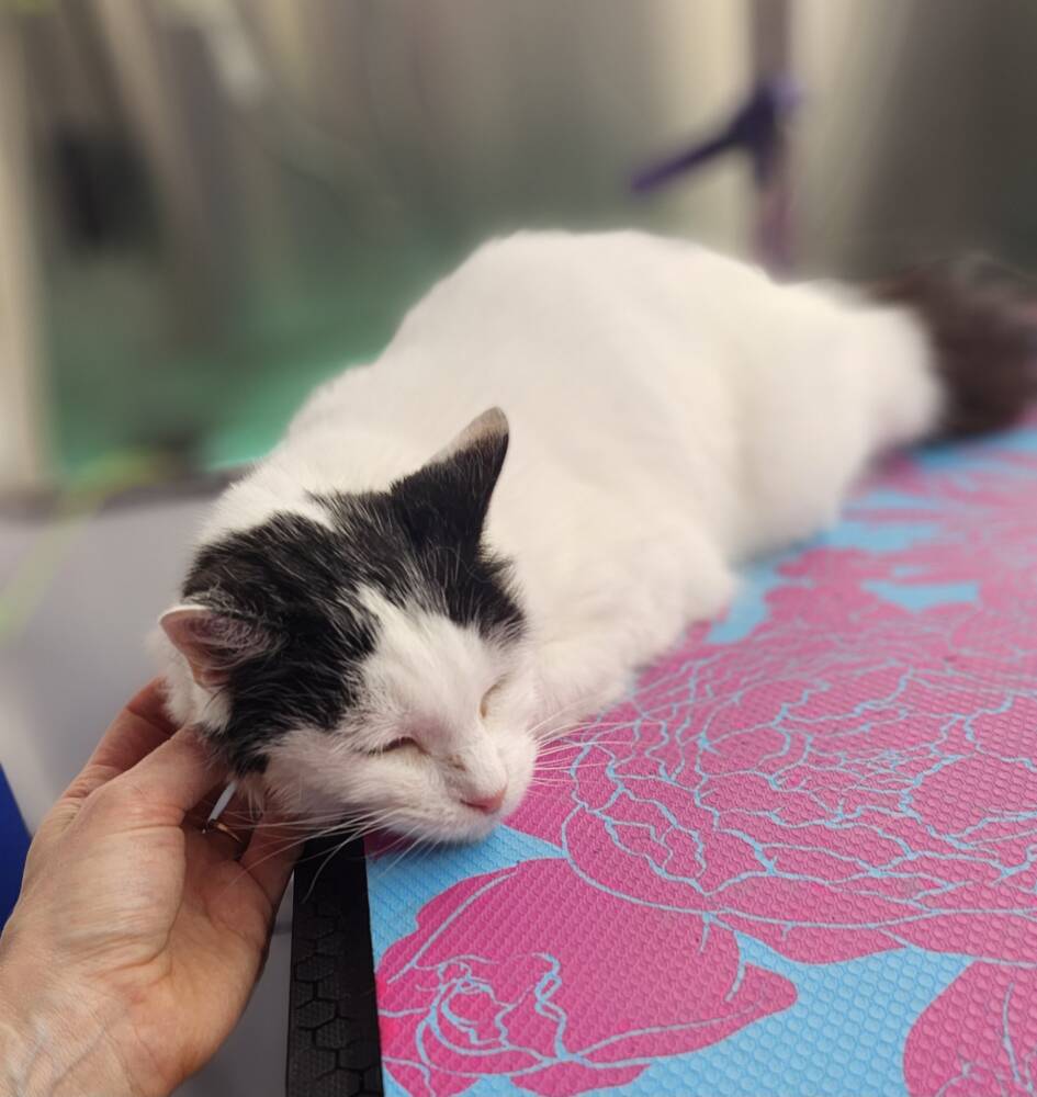 cat-laying-on-grooming-table