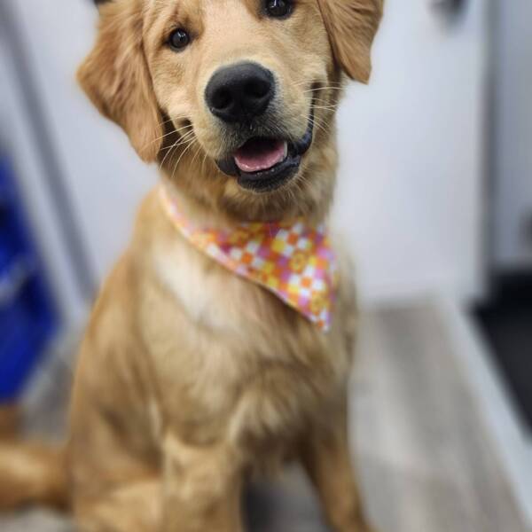 golden-retriever-after-bath-time