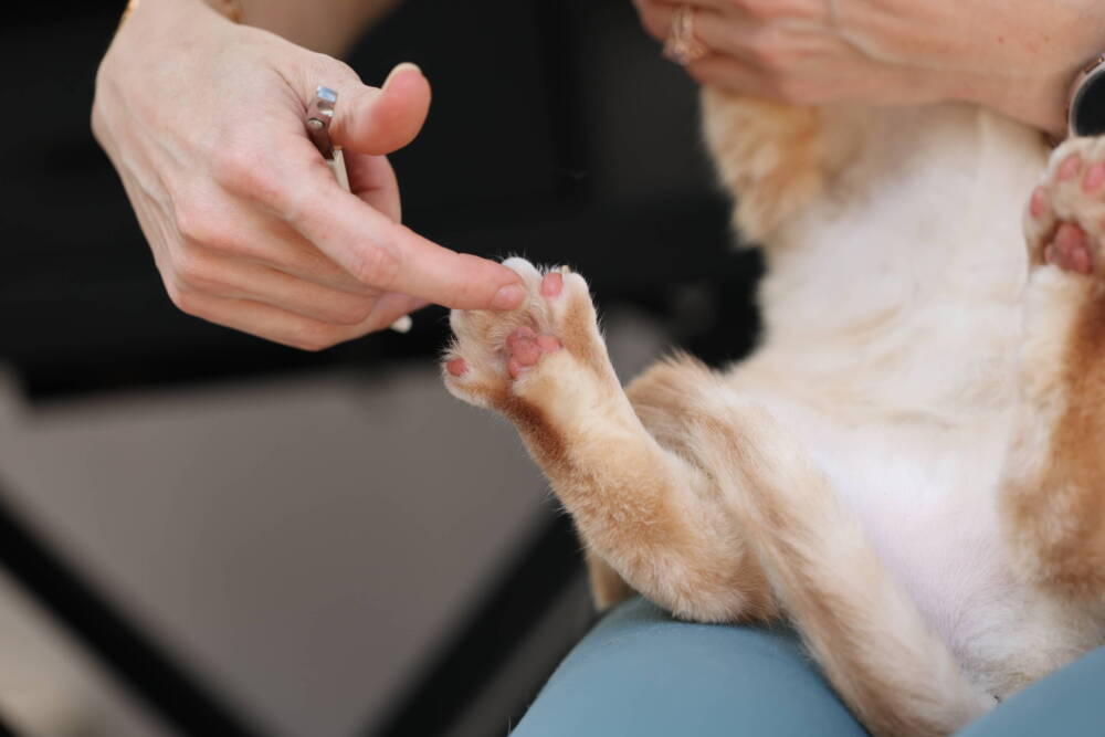 cat-getting-nails-trimmed