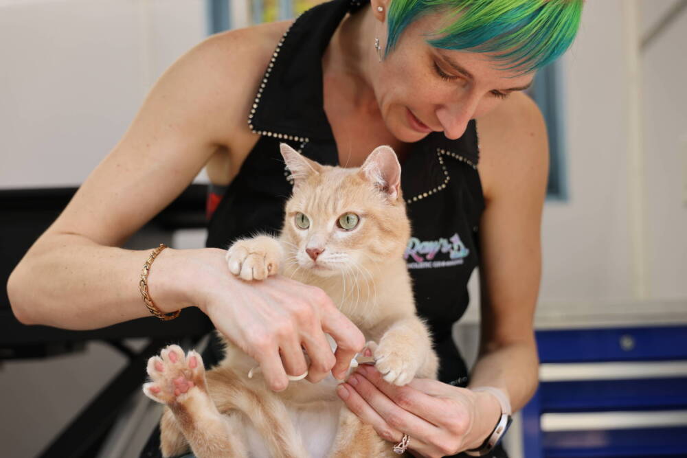 nail-trimming-on-a-cat