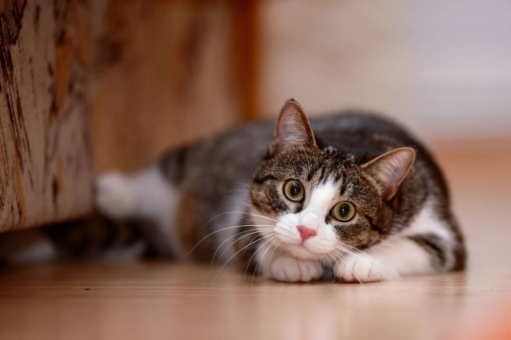 Cat-laying-on-floor-ready-to-pounce