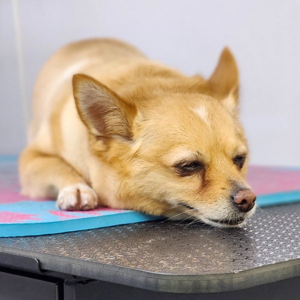 calm-chihuahua-resting-on-grooming-table-after-bath