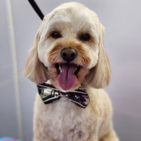 Untitled design (14)